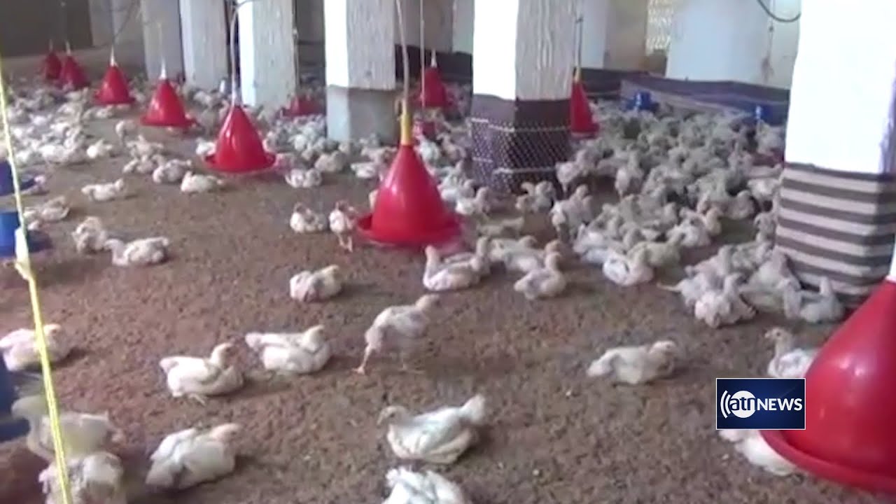 60% of poultry farms in Kunduz ceased to operate | کم‌رنگ‌شدن ۶۰ درصدی فعالیت‌ مرغداری در کندز