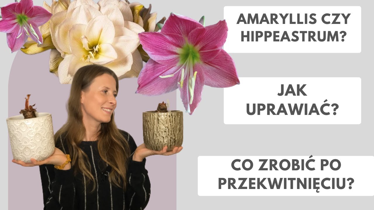 Amaryllis czy Hippeastrum? Co zrobić po przekwitnięciu? Jak uprawiać?