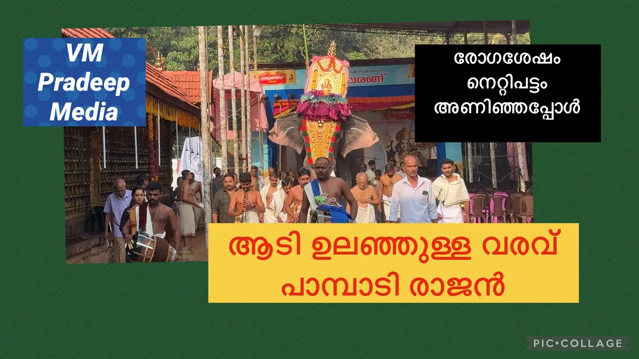 പാമ്പാടി രാജൻ റിട്ടേൺ@VMPRADEEP#keralatourism#elephantlove#