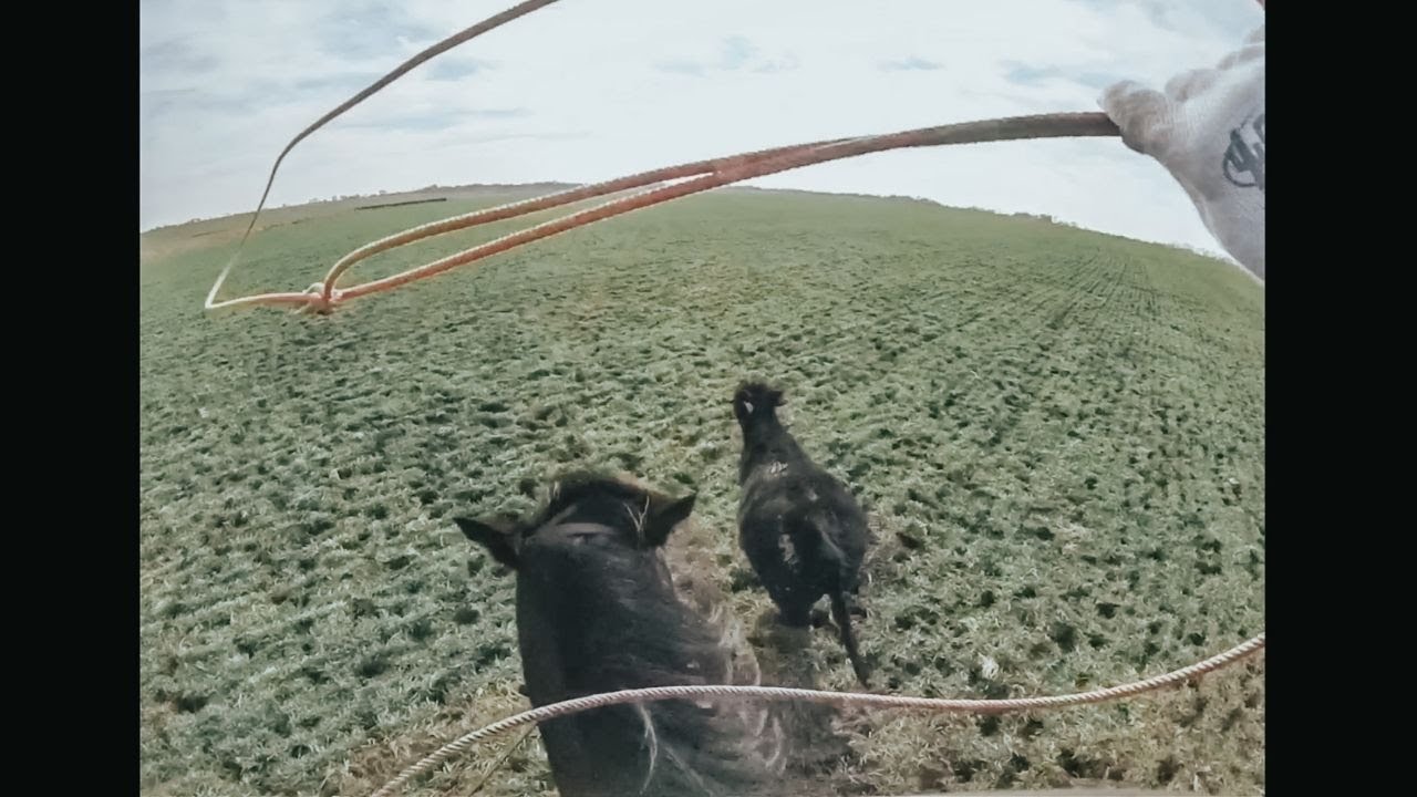 ROPING and DOCTORING wheat pasture cattle with Brent Bennett! Pt. 2