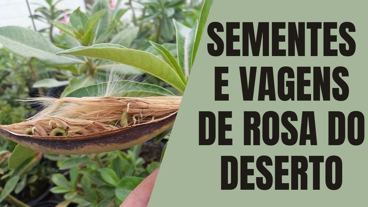 TUDO que você precisa saber sobre vagens e sementes de Rosas do Deserto