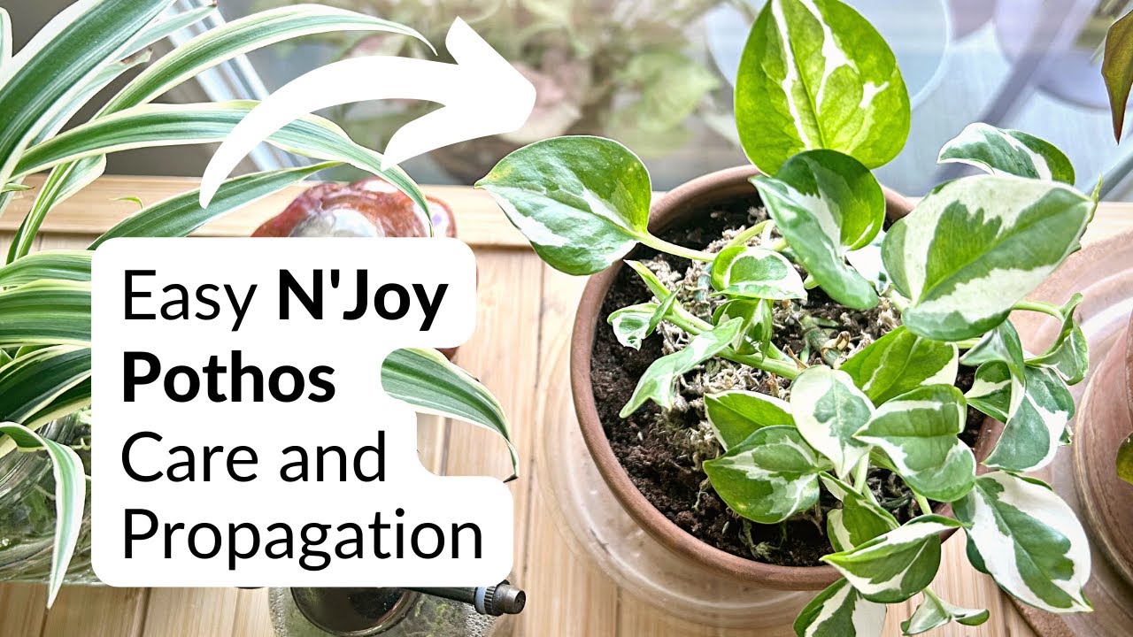 Уход и размножение Easy N'Joy Pothos | Милейший маленький Pothos 💚😍