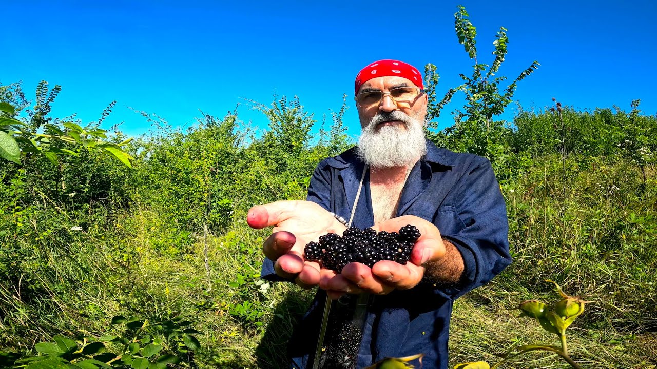 Sezon de mure..culegem mure si preparam vin...!