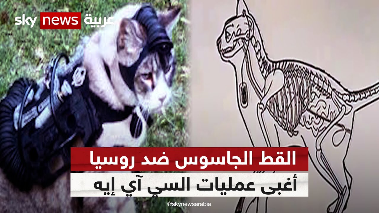القط الجاسوس ضد #روسيا.. أغبى عمليات السي آي إيه  | #وثائقيات_خاصة
