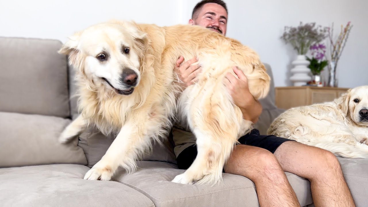Angry Golden Retriever Refuses to get off my lap!