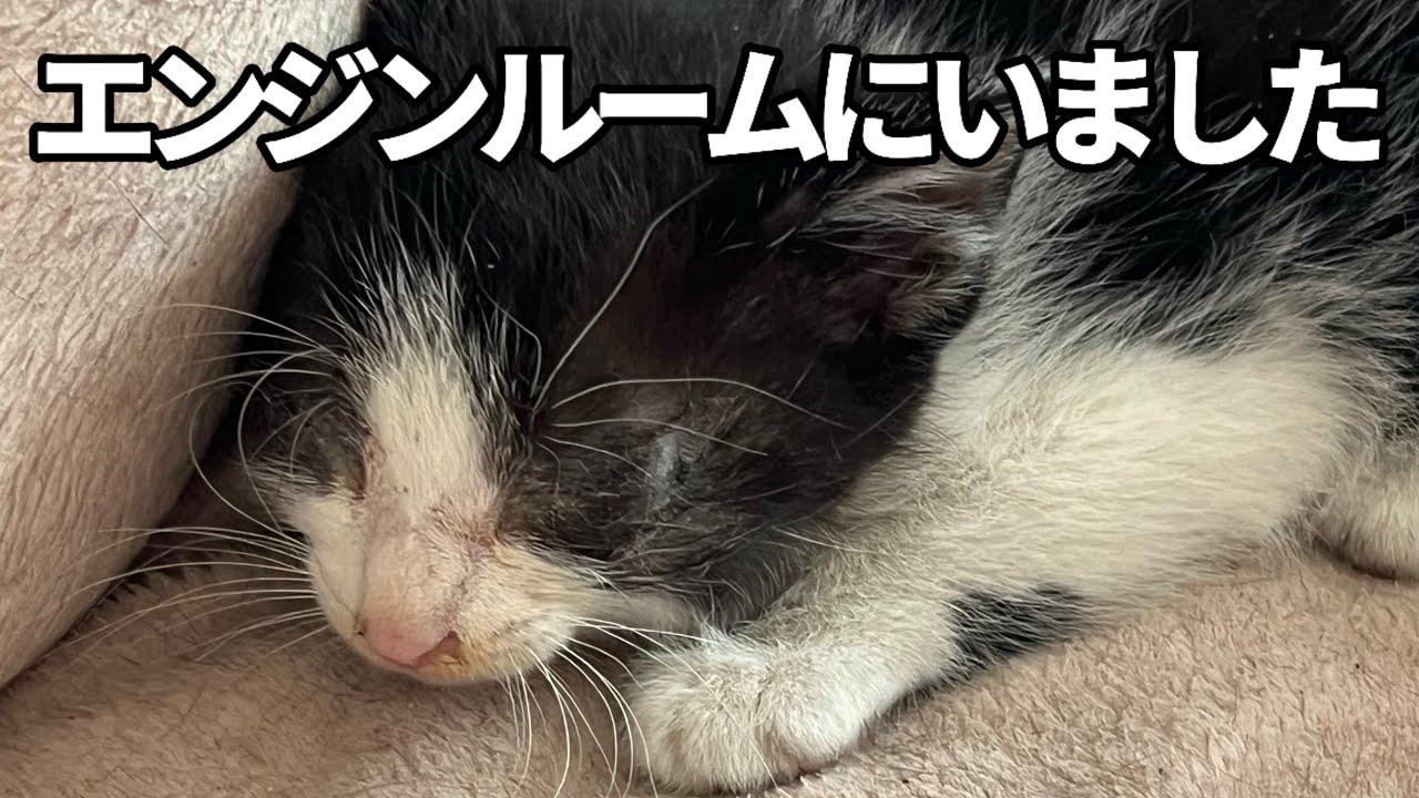 【保護子猫】ハチワレ子猫が家族になるまで