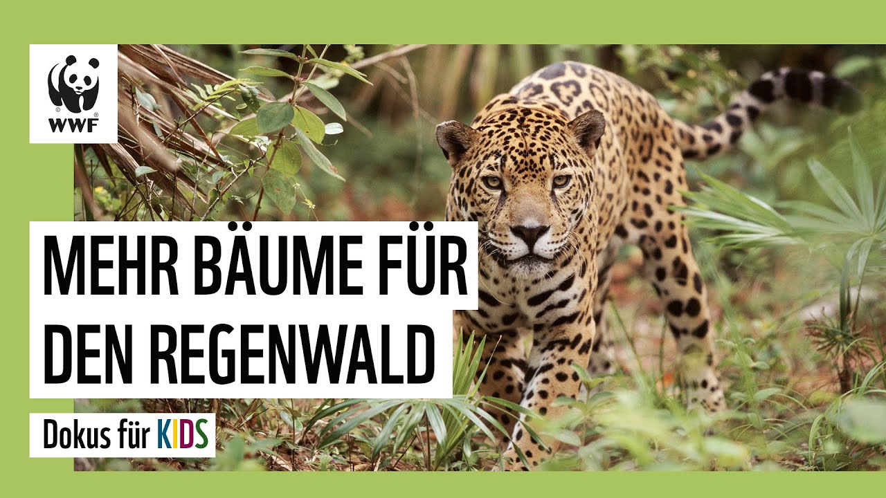 Was unser Schnitzel mit dem Regenwald zu tun hat | Dokus für Kinder