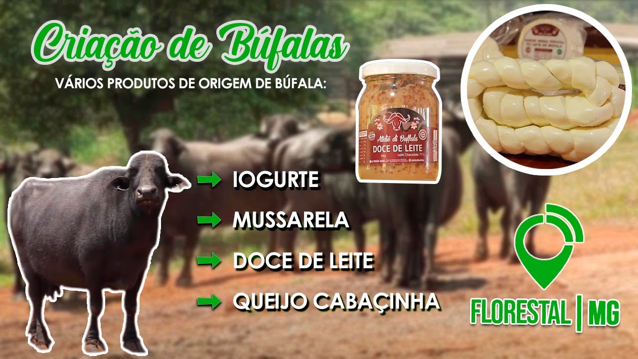 Conheça uma incrível criação de búfalas em Florestal/MG