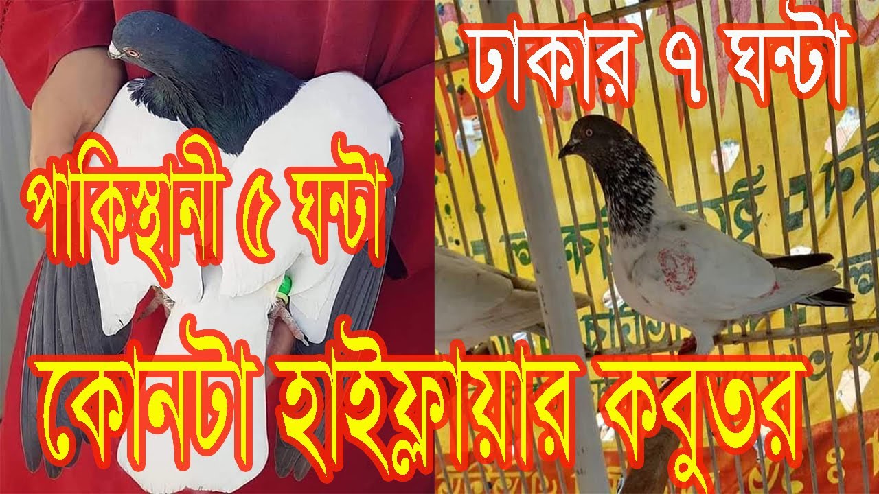 হাইফ্লায়ার কবুতর চেনার সবচেয়ে সহজ উপায় গুলো