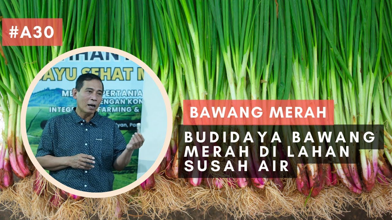 Budidaya Bawang Merah Di Lahan Susah Air