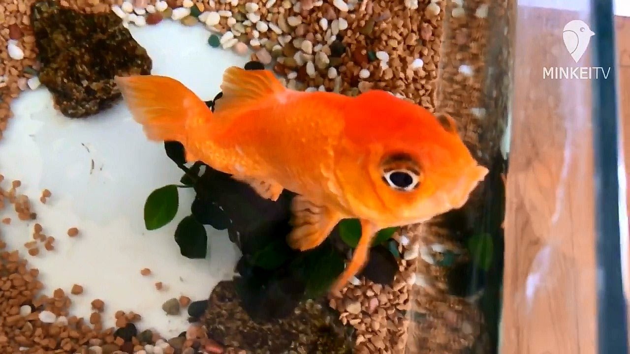 伊勢に「しゃべる金魚」「うったえる金魚」