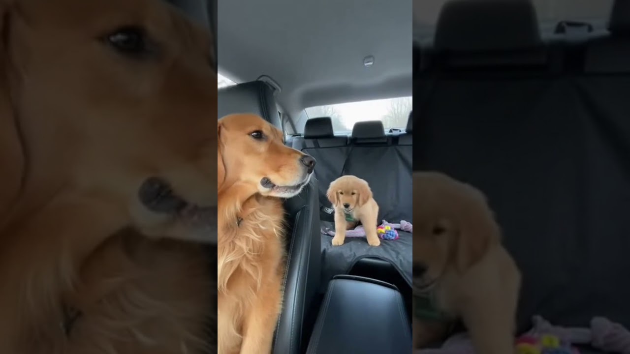POV: Your dog is in charge of his own kid 