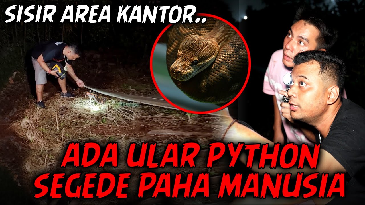 TERNYATA ADA ULAR PYITON SEGEDE PAHA YG BIASA NONGOL!!. PANJI NUNJUKIN TEMPAT ULAR2 LIAR AREA KANTOR