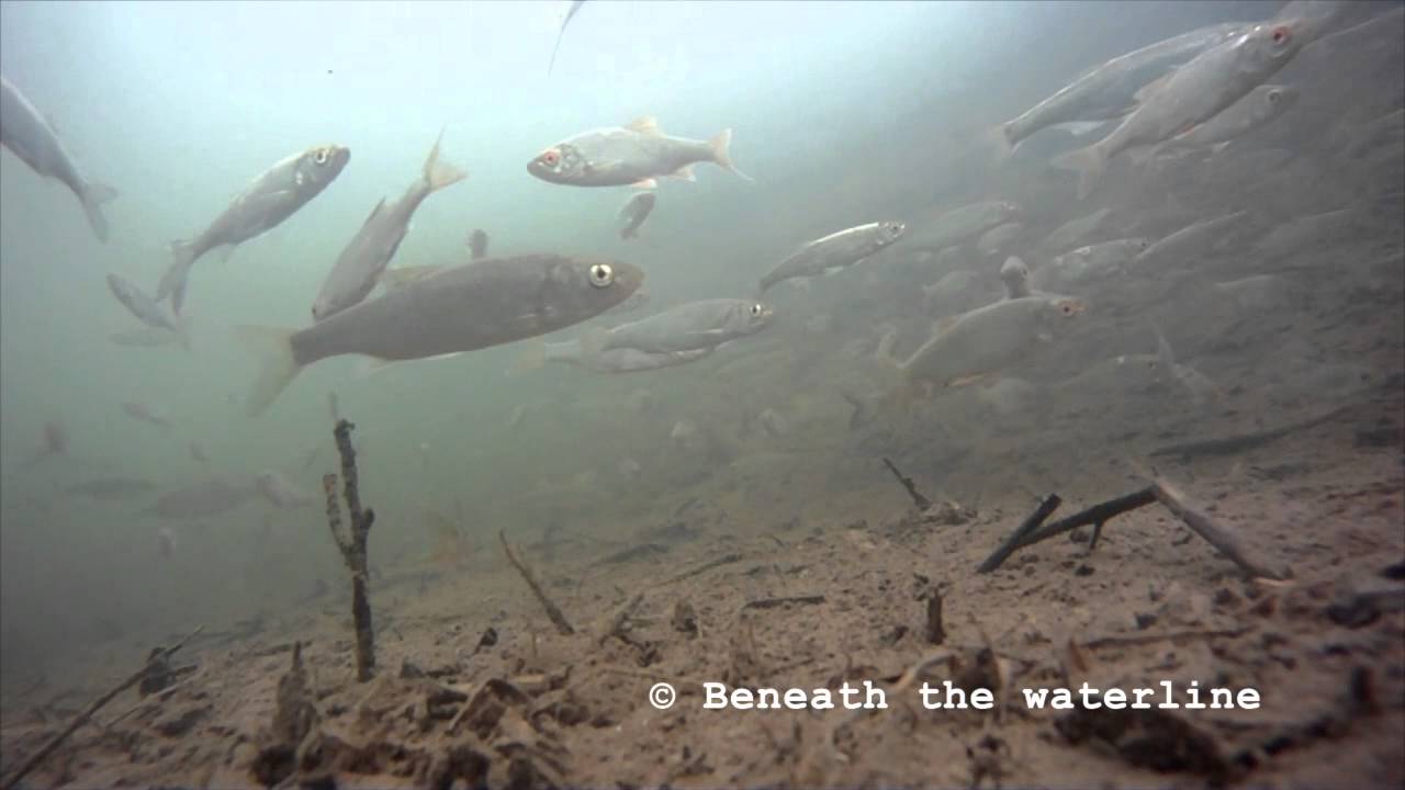 Bleak (Alburnus alburnus) Underwater UK