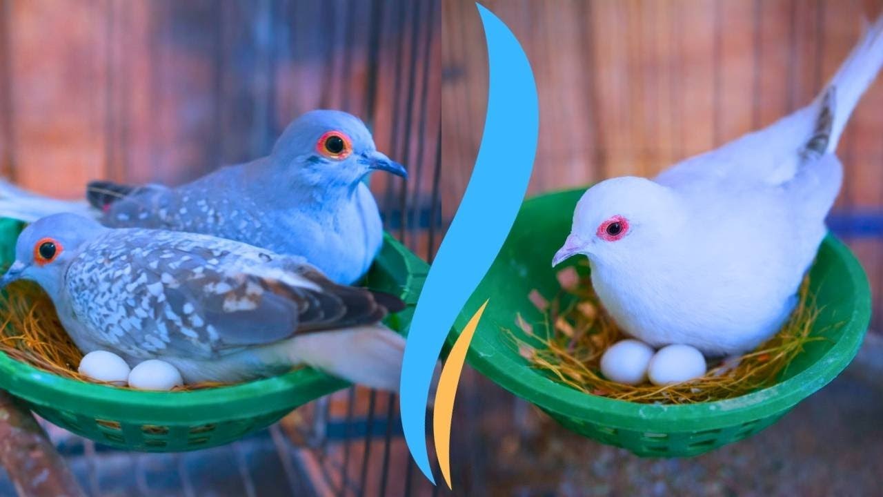 Amazingly dove breeding fail for unknown reason #Diamond_Dove