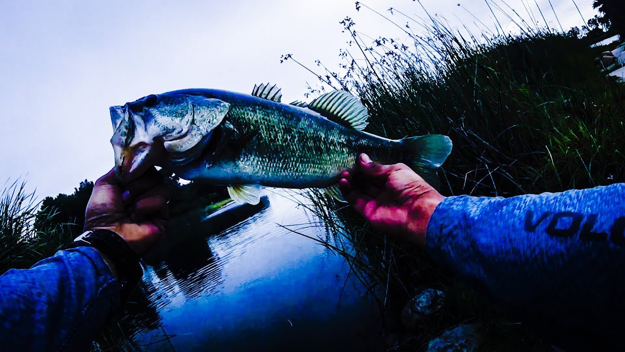 Bass Fishing in El Dorado Park, Long Beach, CA !!