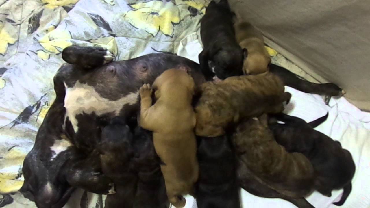 Cutest puppies in the world - Sydney Staffies , Feeding Time .