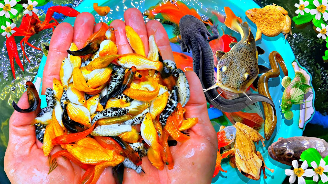 Catch Beautiful Big Catfish,Turtle, Catch One Million Baby Koi Fish in Rain, Goldfish,Big Pleco Fish