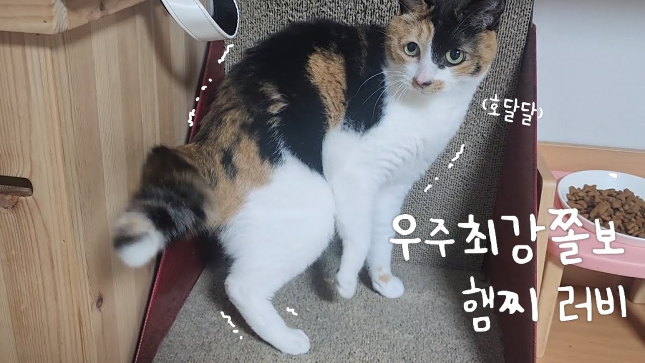 완전 쫄아버린 햄찌 러비 그리고 집사는 너무 억울하다