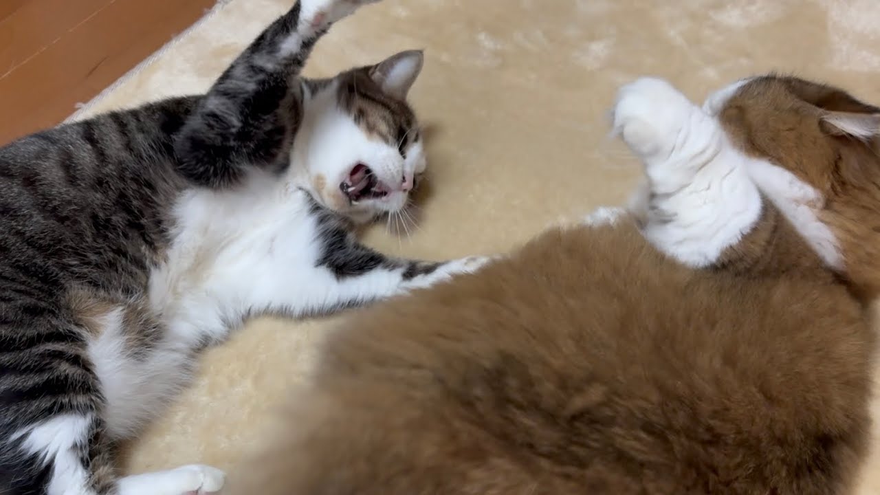 オデコの反抗期もすぐに受け入れる子煩悩な猫