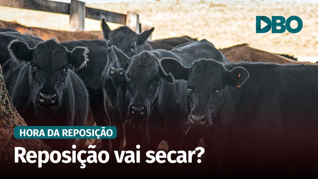Reposição no RS: o que esperar com seca e fêmeas valorizadas?
