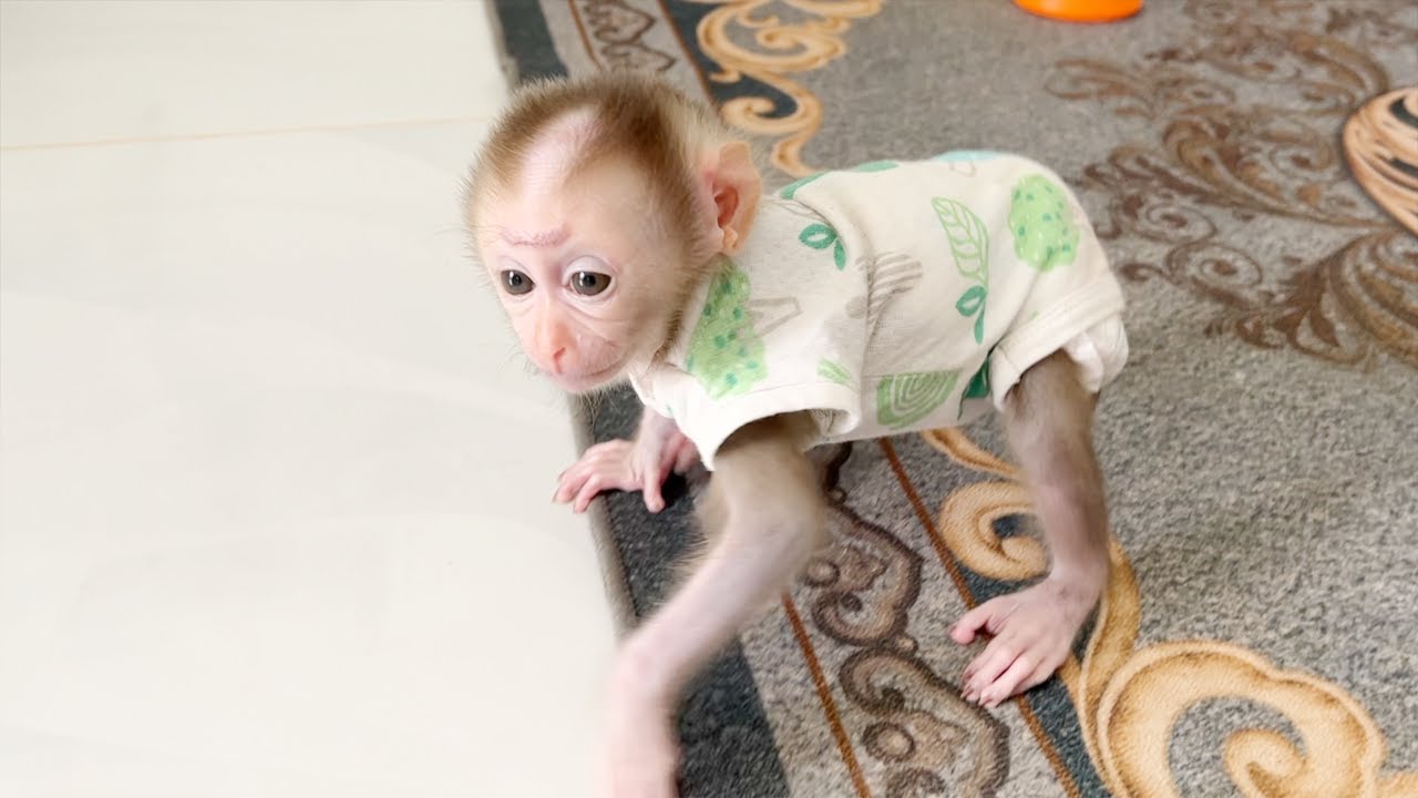 Baby Monkey Get From Bed Step Find Mom After Sleep Very Sort Time