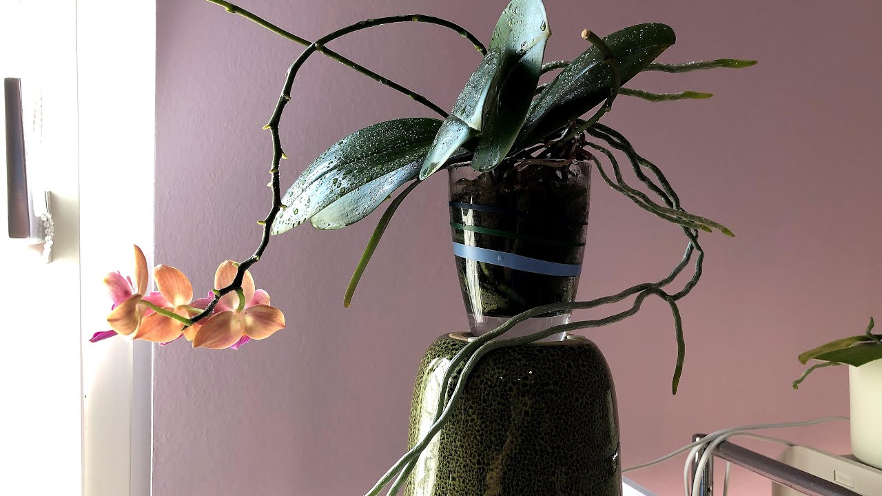 Update: Mini Phalaenopsis im Kokohum  / Es wird Zeit für ein größeres Glas / GSK