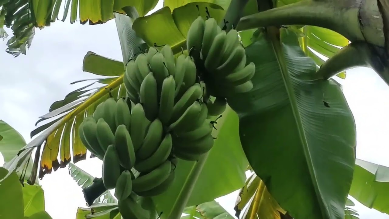 review jenis pisang raja bulu / raja djibral / raja sajen / raja temen / raja manten / raja talun