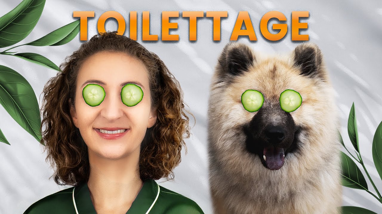 Toilettage complet d&rsquo;un Eurasier &agrave; la maison