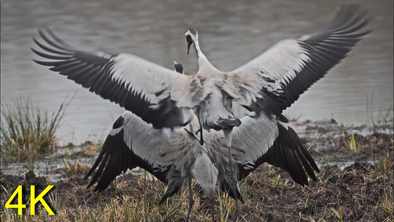 Kraniche halten Hochzeit  --  Cranes having a wedding