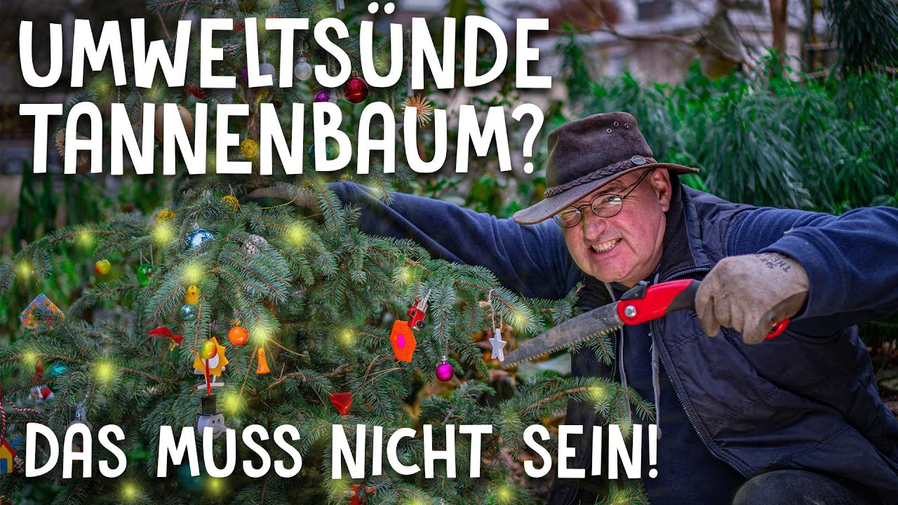 Nachhaltiger Weihnachtsbaum 🎄 - Nordmanntanne ganzjährig im Topf halten