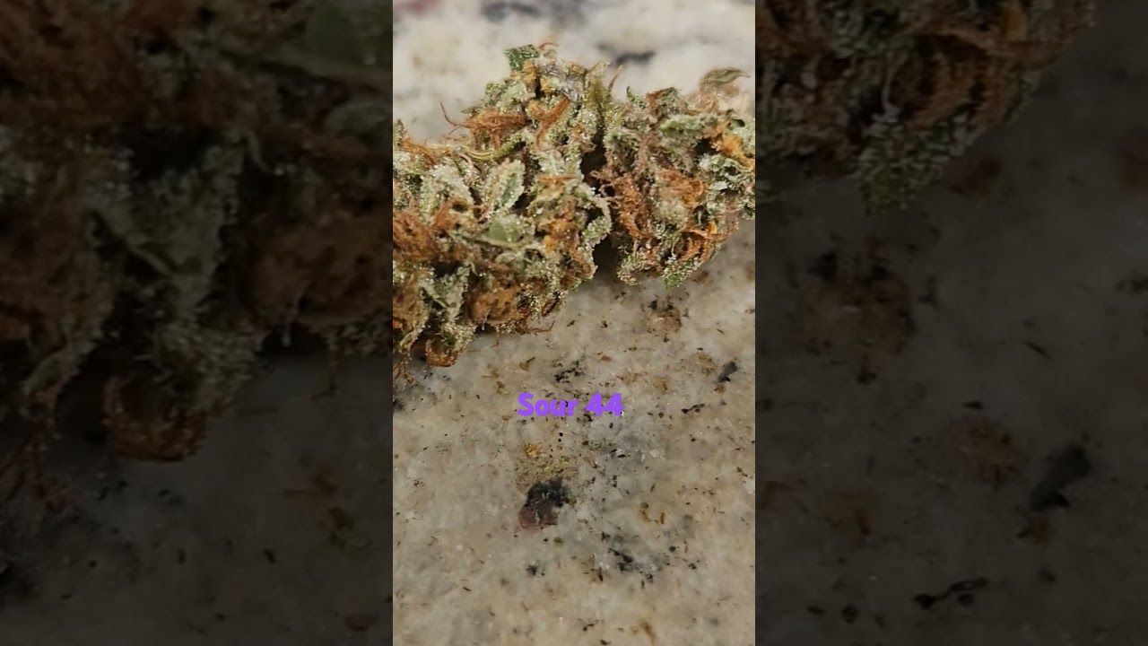 Strange Sour 44: The Ultimate Sour Diesel Experience #sourdiesel #strangesour #hippiehill