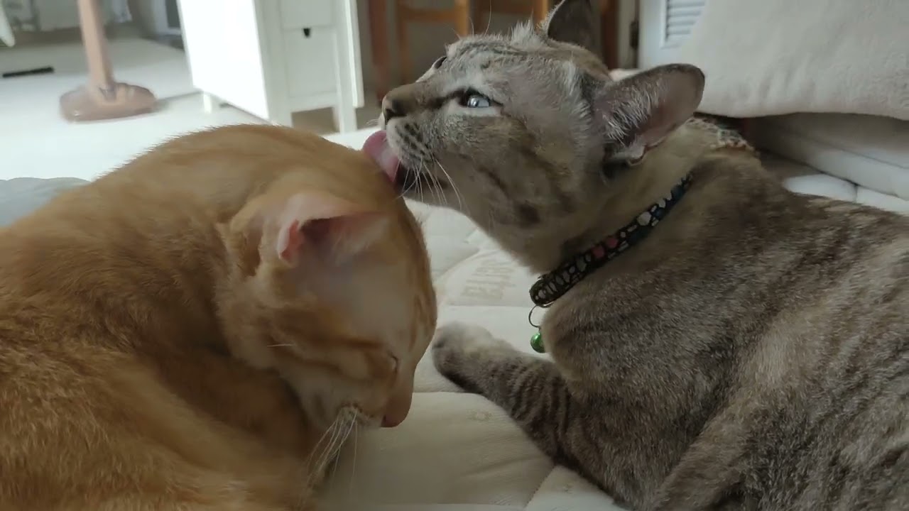 CATS #alloGrooming each other (Long Shot) Billy-Ta-Klom(T.K.) #cat #thaicat #catgrooming