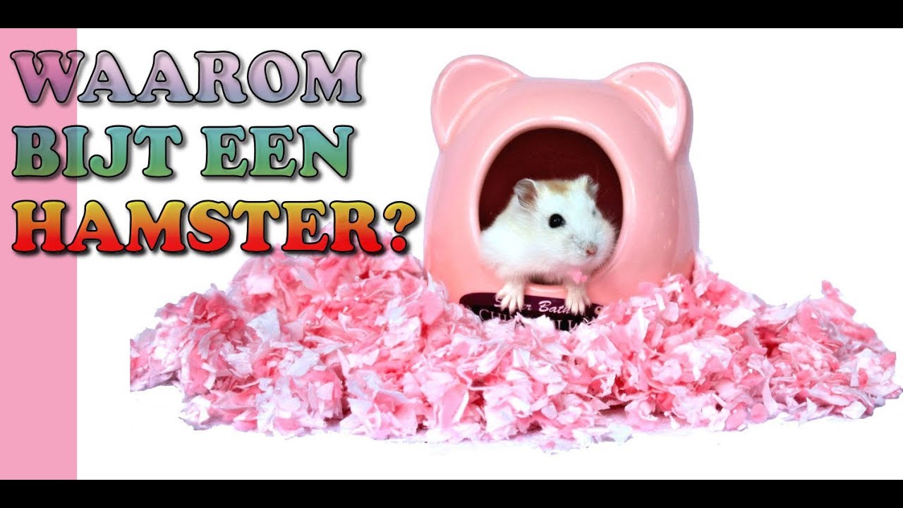 HAMSTER BIJT maar waarom bijten hamsters eigenlijk?