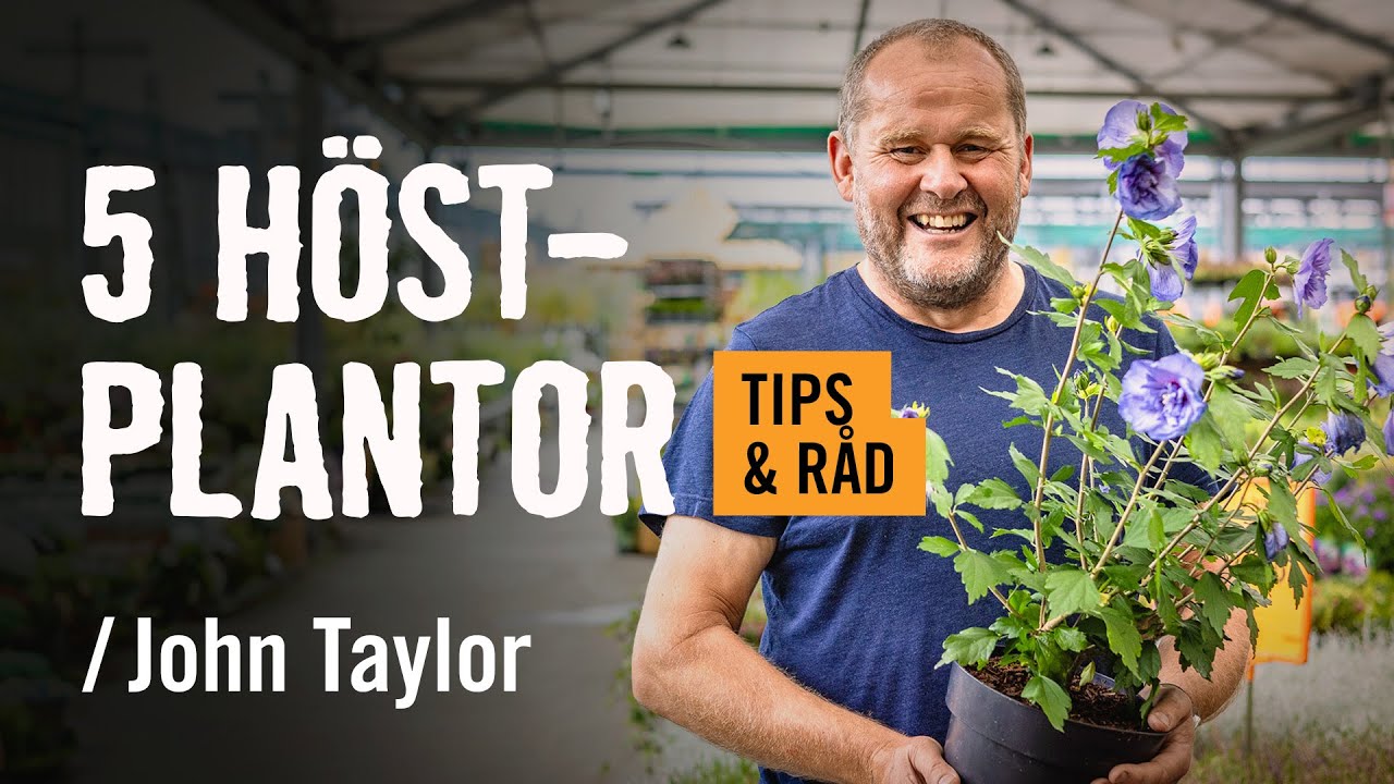 5 favorit-h&ouml;stplantor /John Taylor | Tips & r&aring;d | [HORNBACH]