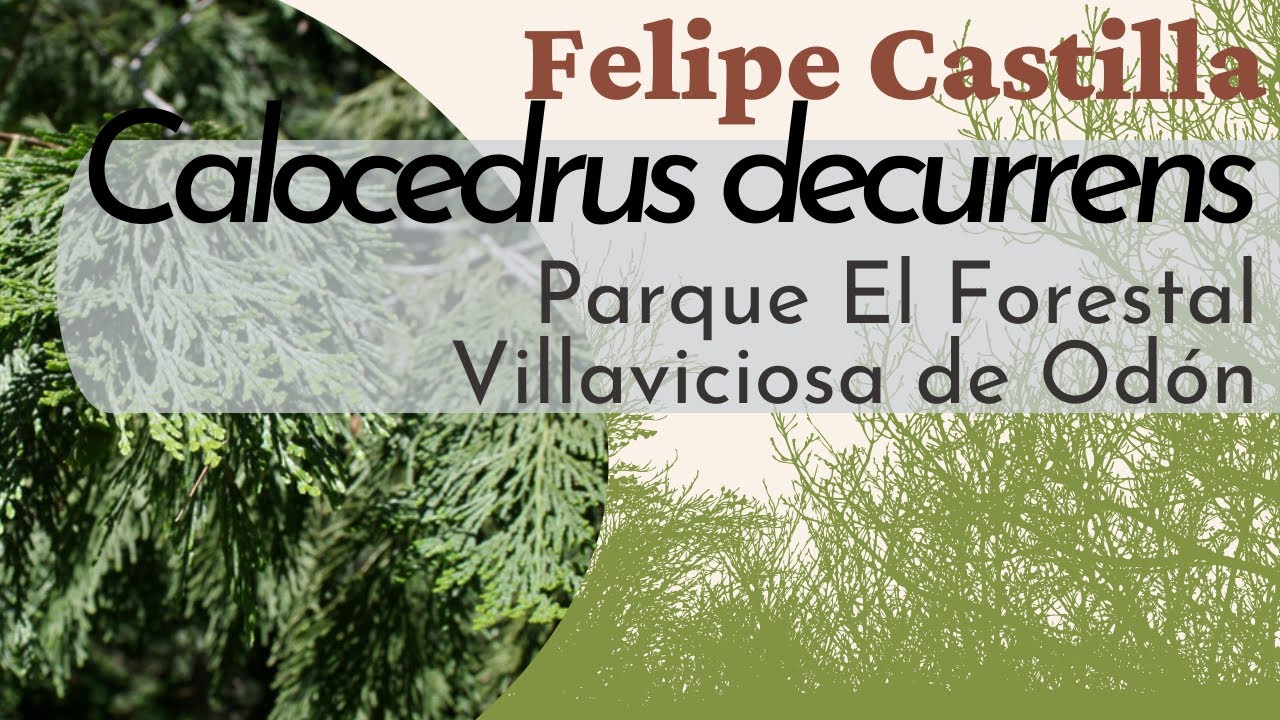 Cedro blanco de California 8Calocedrus decurrens9