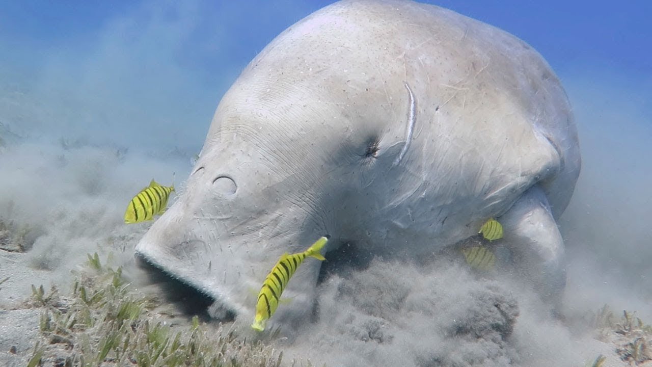 Diver Close Encounter With Dugong