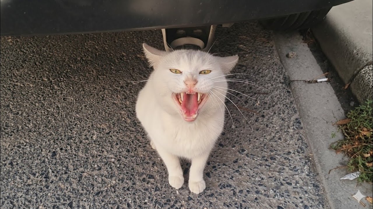 The Legendary Angry White Cat at Maximum Rage! (Extreme Attack)