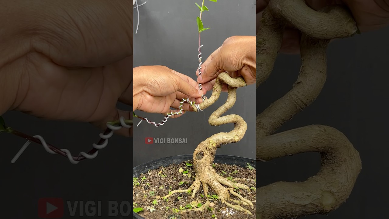 Making a Cobra Style Bonsai