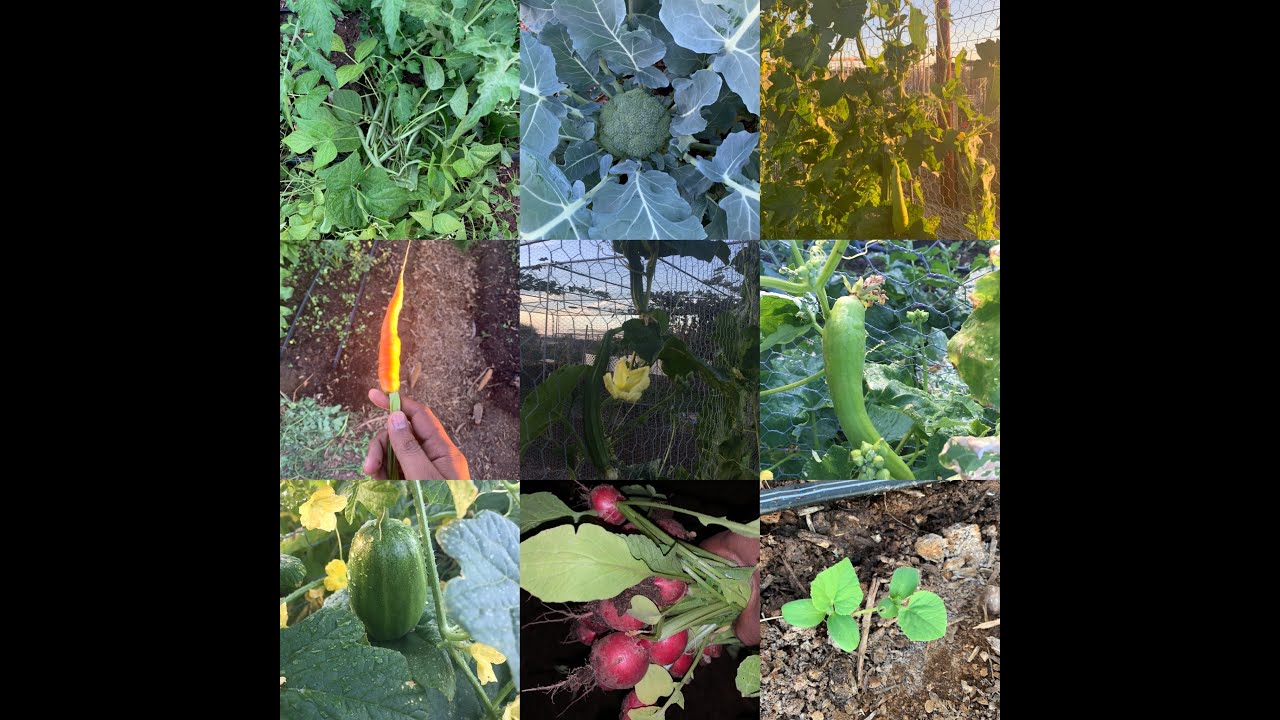 One year farming in Arizona- Phoenix