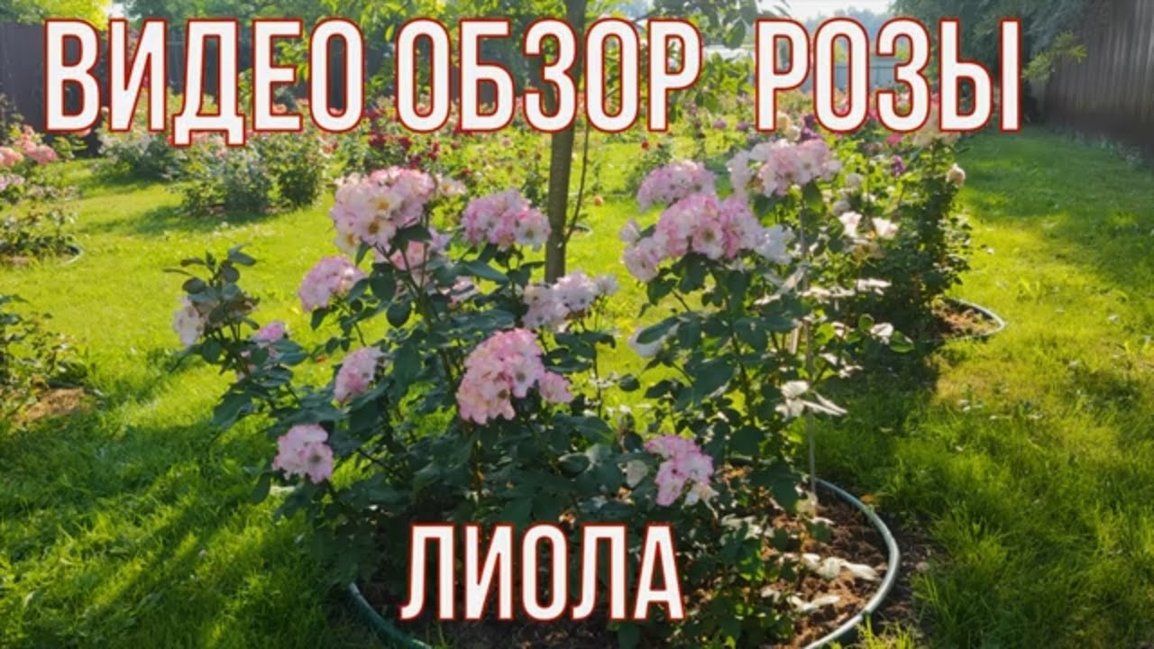 Лиола -  Liola (Barni Италия, 2003) Видео обзор и описание.