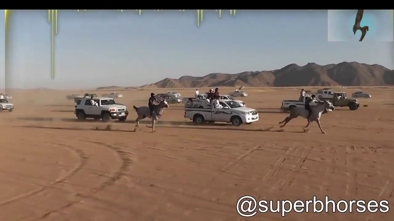 Superb Arabian Horse race