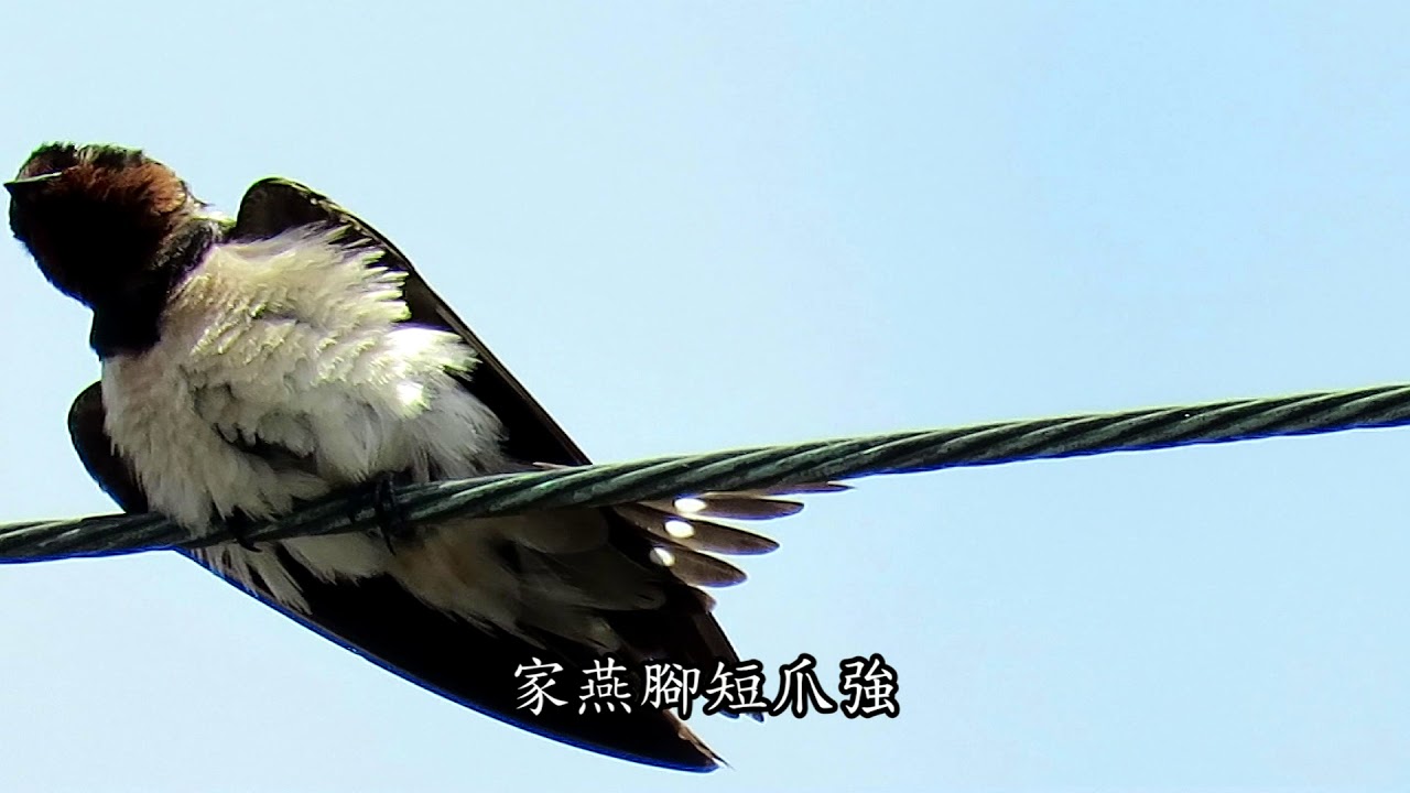 家燕 洋燕 赤腰燕和棕沙燕-馬光地區