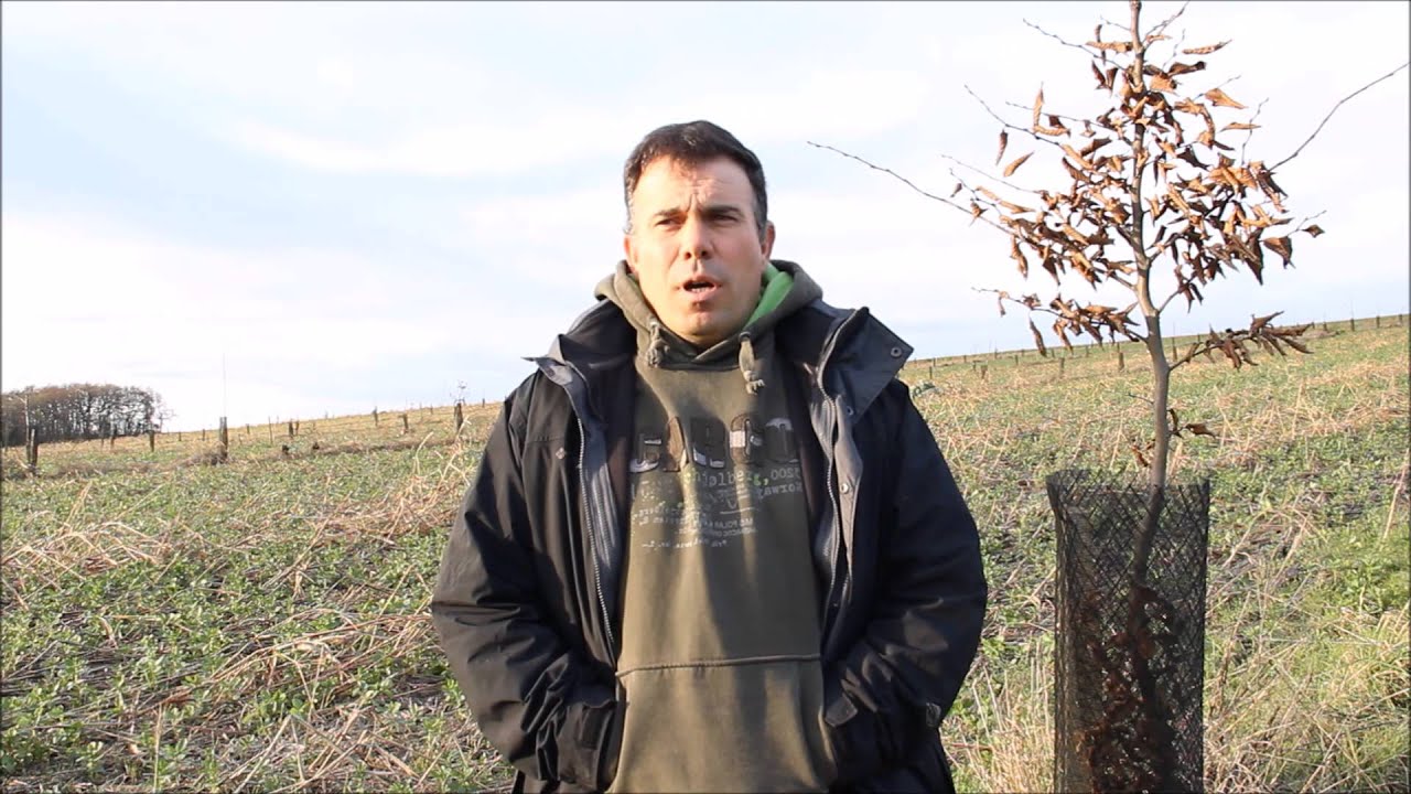 Stéphane Gatti, agroforesterie et semis-direct sous couverts végétaux.