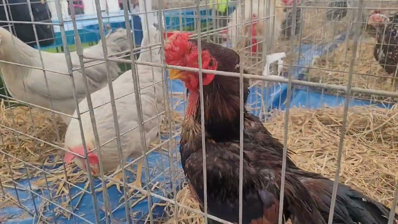 Visita a la exposición de la FMV UNMSM, codornices, patos, gallináceas y palomas en Lima