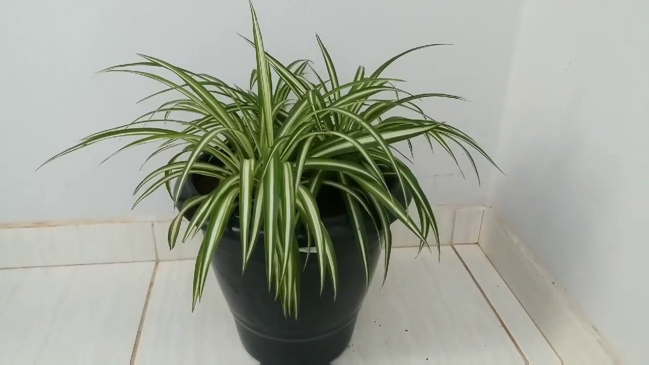 Clorofito de sol ou de sombra? Conheça mais sobre a gravatinha.