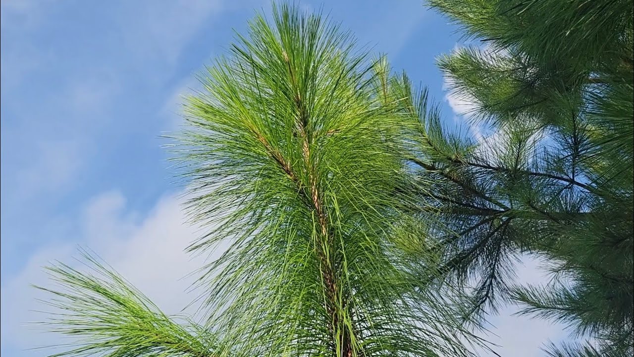 Pitch Pine, Longleaf Pine, & Shortleaf Pine + Other Evergreens Autumn Update