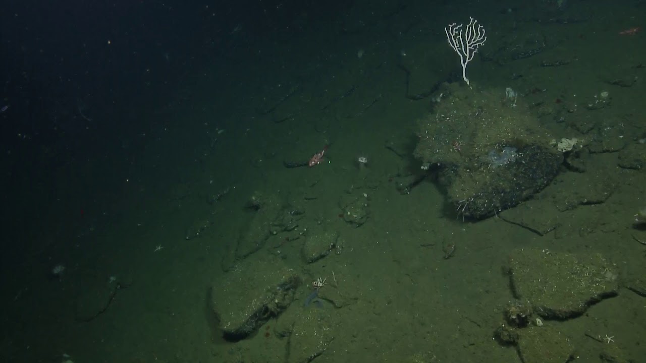 ROV Hercules Dive NA123 H1831 2020 10 19 06 16 31 872 UTC 10