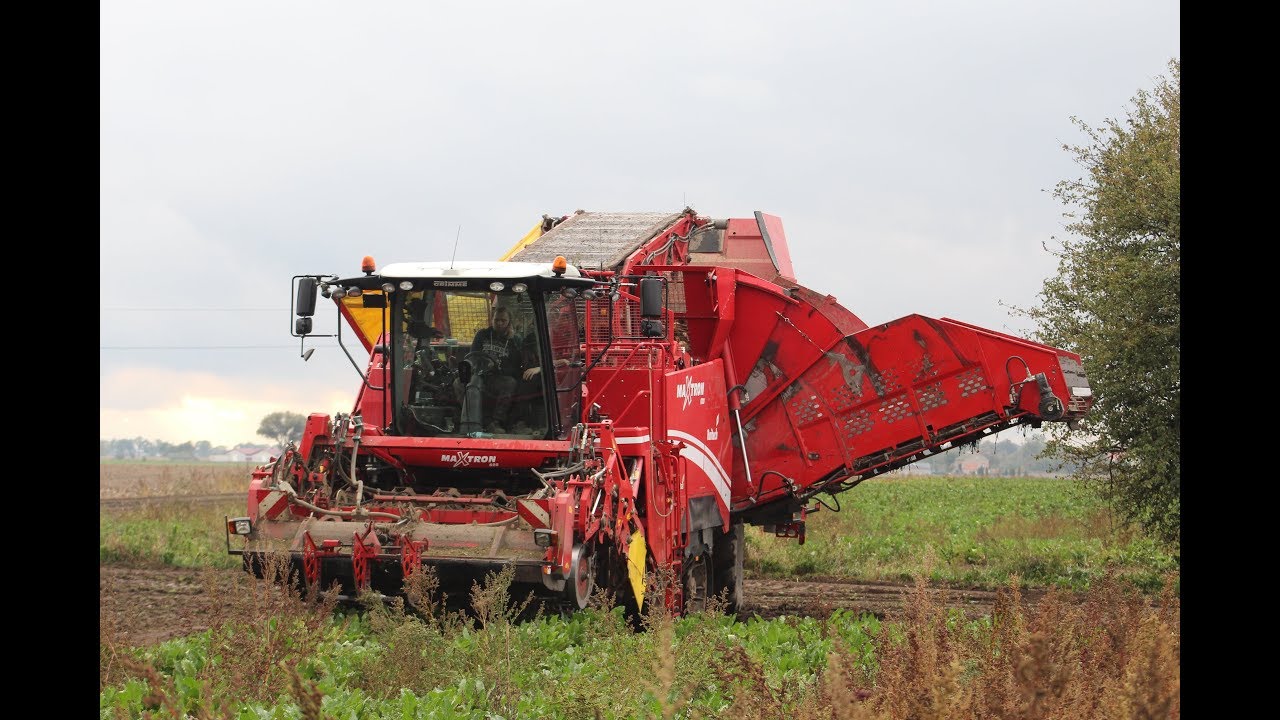 Buraki-Grimme Maxtron 620 |CZERWONY KOLOS|