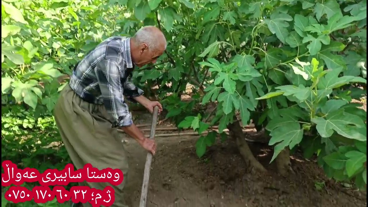 چۆنییەتی ئاودانی درەختەکانمان بە پێی پێویست